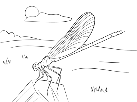 Blue Damselfly Coloring Page